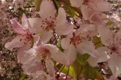 IMG-20260513-WA0029